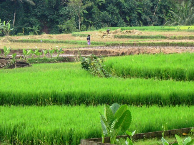 Salah satu lahan pertanian di provinsi Jambi.