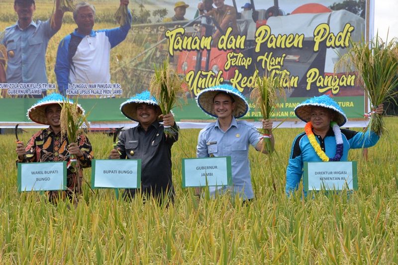 Zola saat Panen Padi di Desa Sari Mulya Kecamatan Jujuhan Ilir Kabupaten Bungo, Kamis (15/3/18).