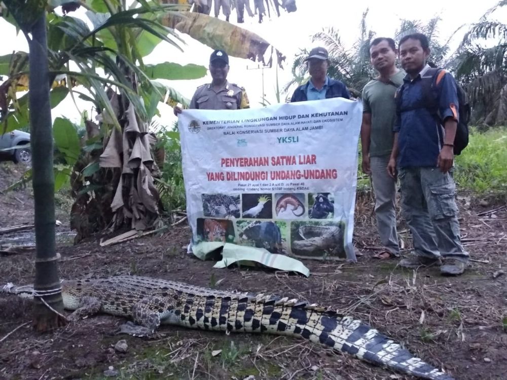 Buaya Air Asin Sepanjang Lebih Dua Meter Ditangkap Warga