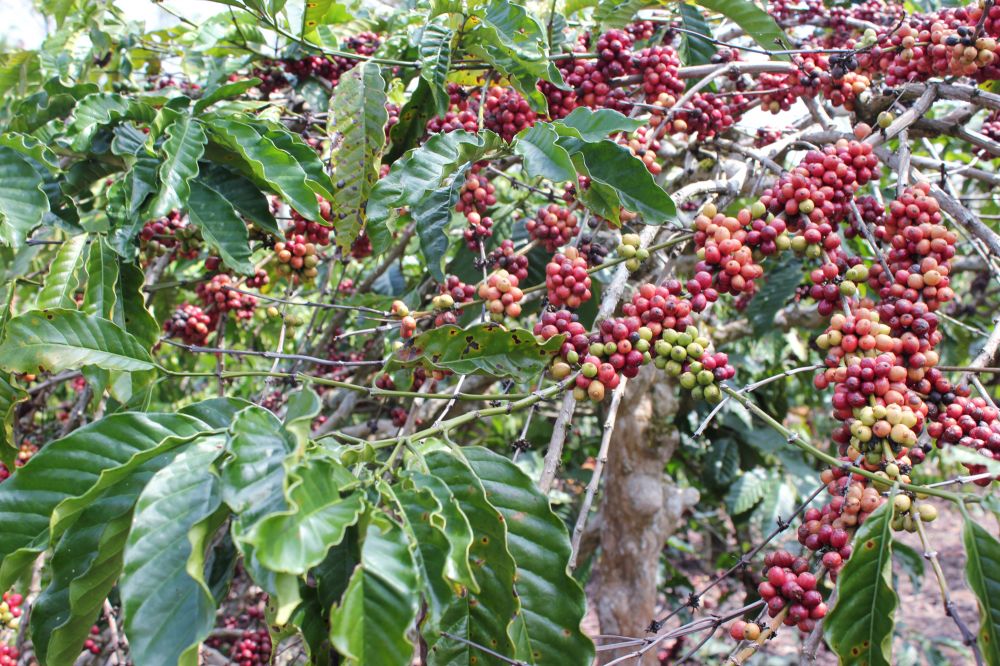 Pemprov Jambi Dapat Tambahan Lahan Kopi