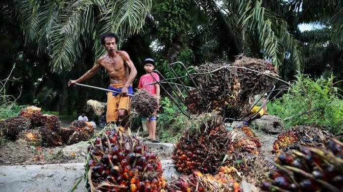 Petani Sawit di Jambi