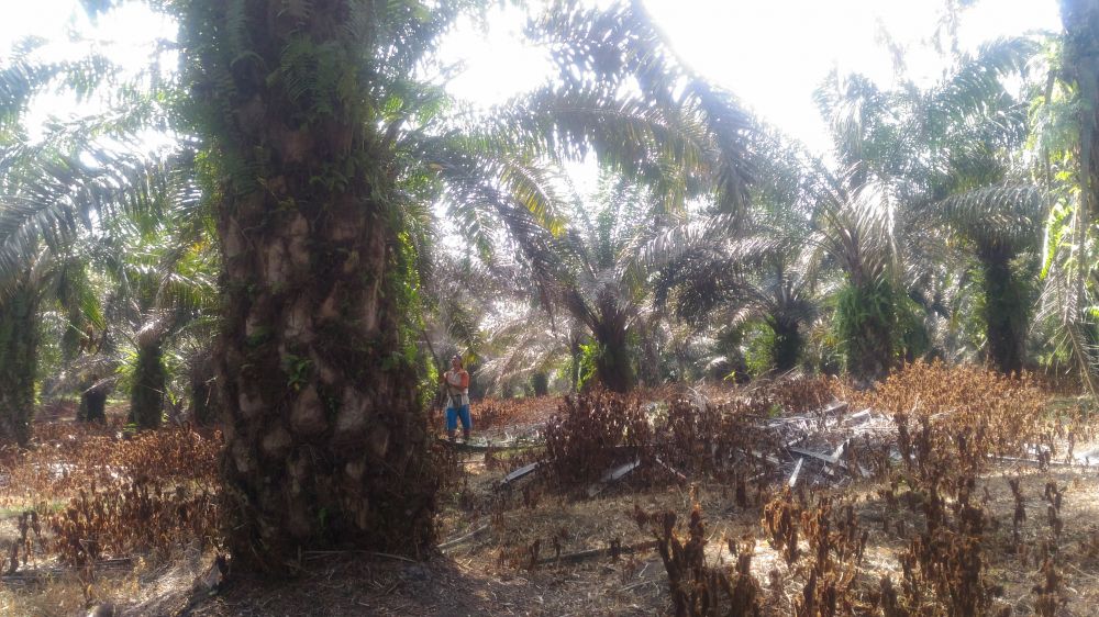 Petani Sawit di Tebo Mengeluh Karena Tidak Mendapat Pupuk Bersubsidi