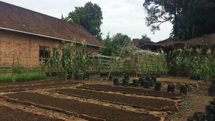 Pemanfaatan Pekarangan Rumah