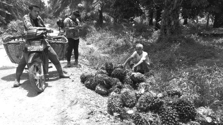 Aktifitas Petani Kelapa Sawit di Kabupaten Muarojambi