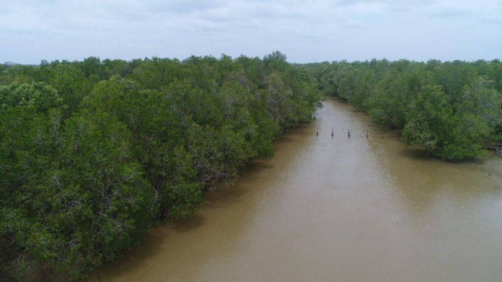 Kawasan hutan mangrov