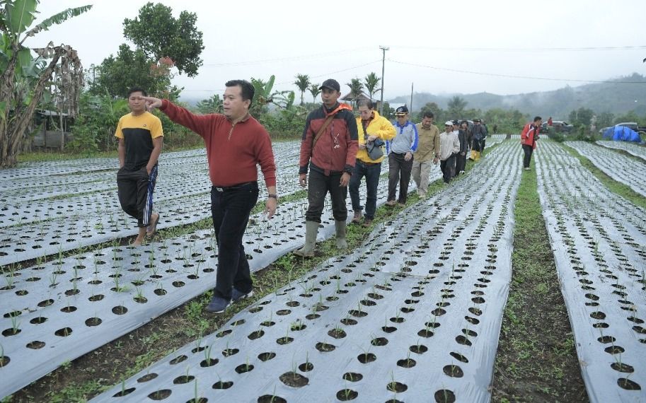 Al Haris Saat Memantau Tanaman Bawang Putih di Jangkat