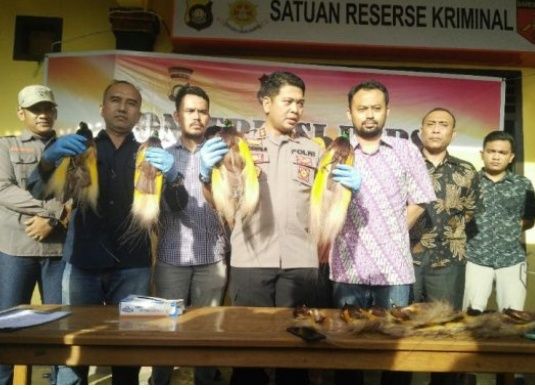 Polisi Memperlihatkan Barang Bukti Burung Langka yang diamankan
