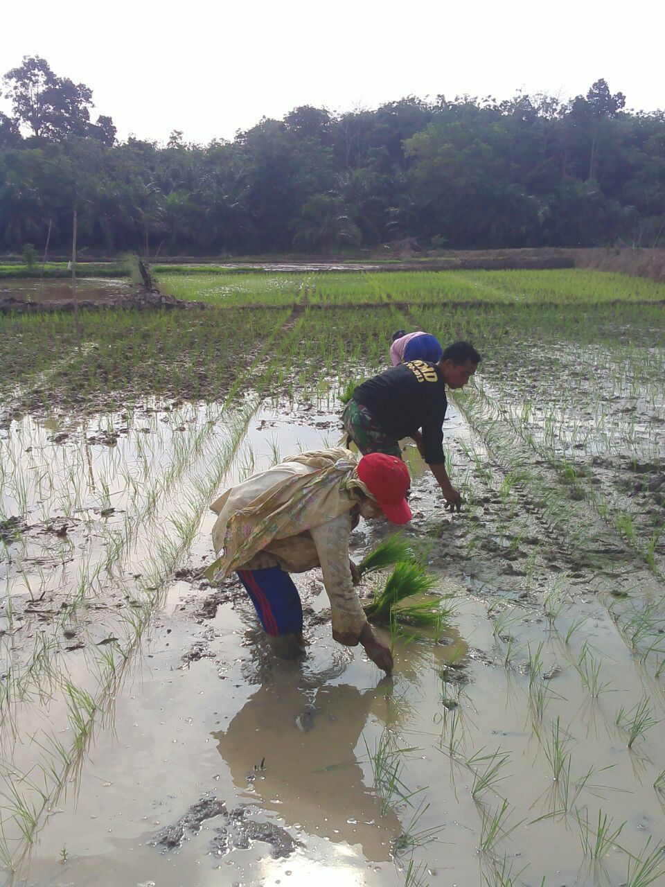 Petani Menanam Padi di Sawah