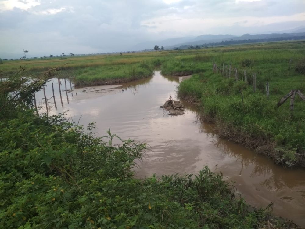 Kondisi Sawah yang Terendam Banjir