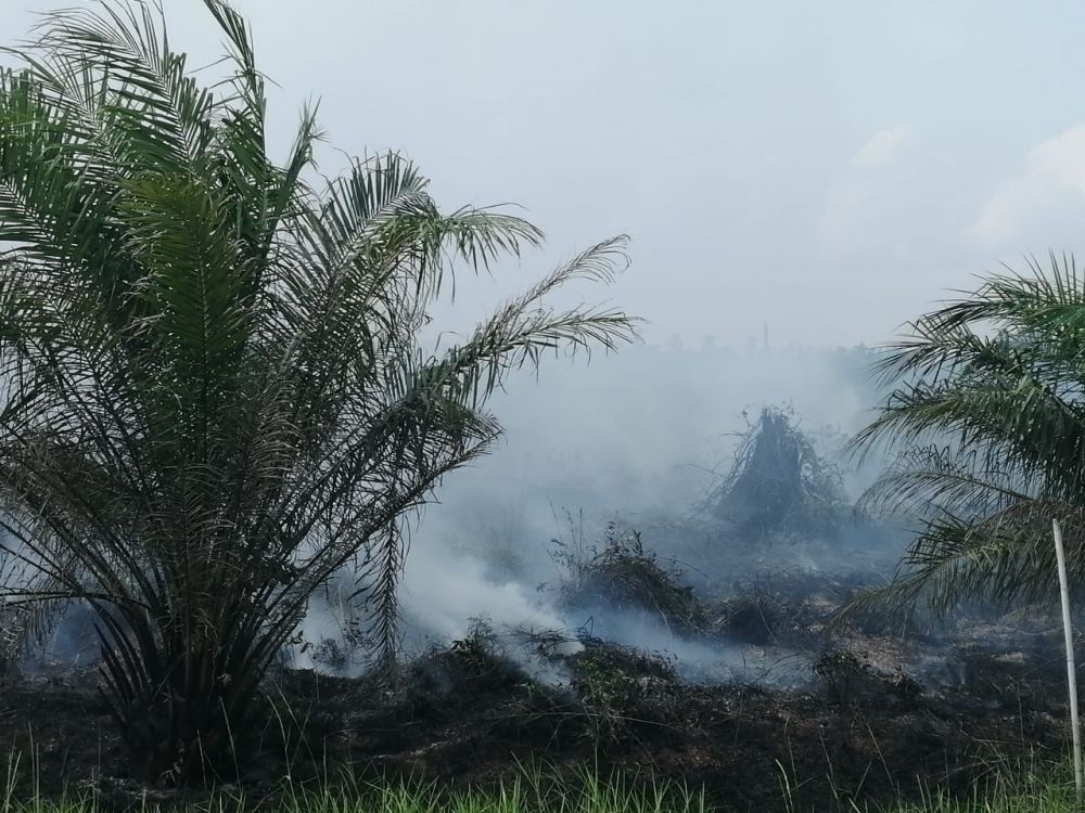 Kebakaran kebun sawit di Muntialo.