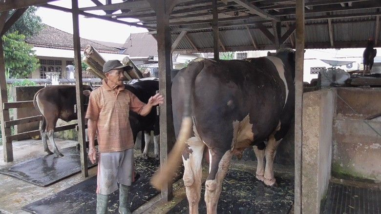 Sapi kurban jokowi