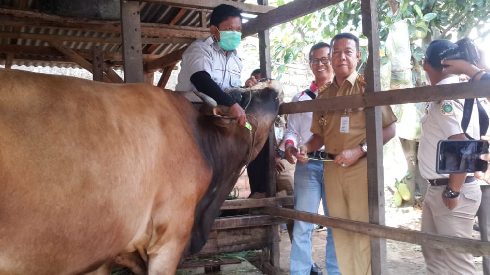 Hewan kurban yang dilakukan pemeriksaan.