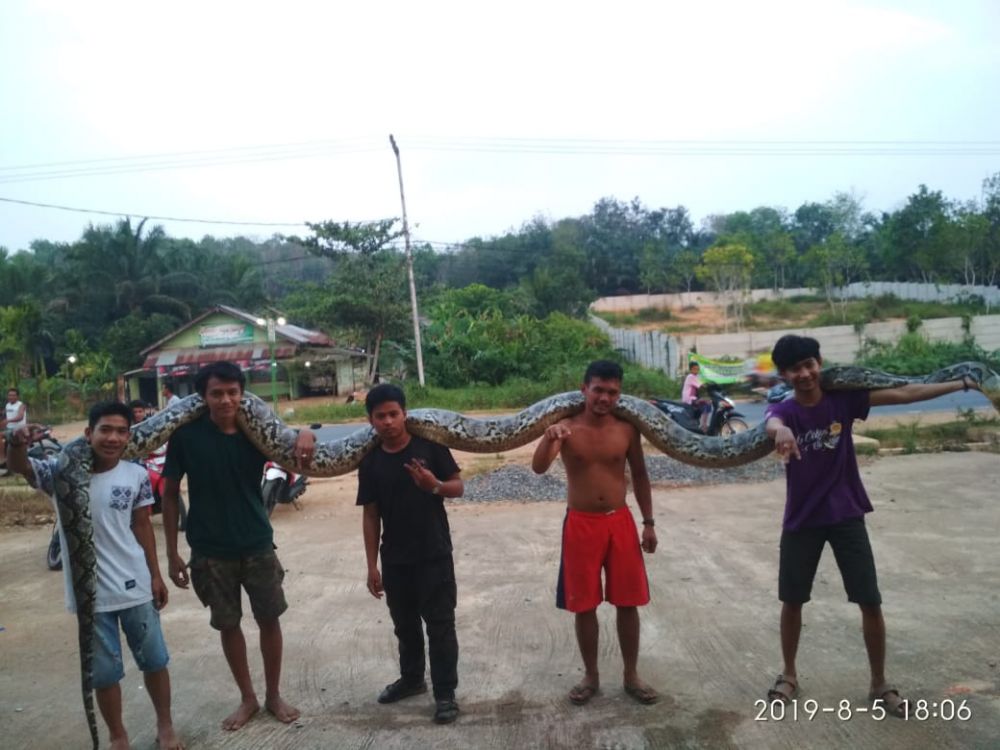 Warga mengangkat ular piton yang ditemukan sepanjang 7 meter.