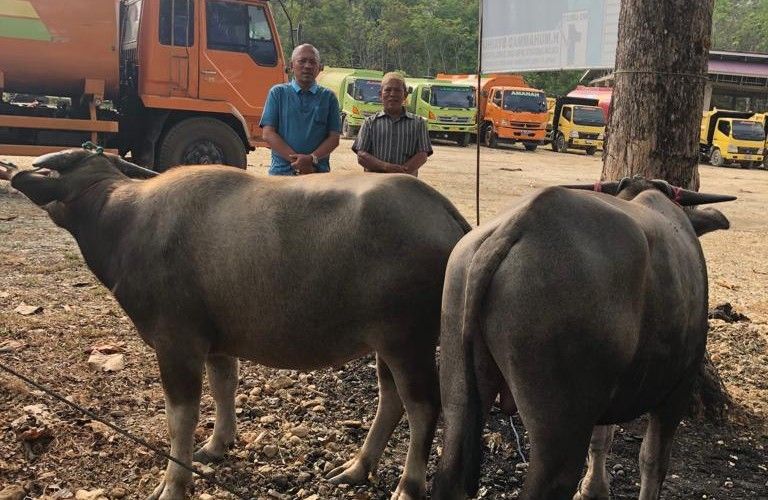 H Muhammad Syaihu bersama tokoh Pelawan sembari melihat dua ekor kerbau yang dikurbankan