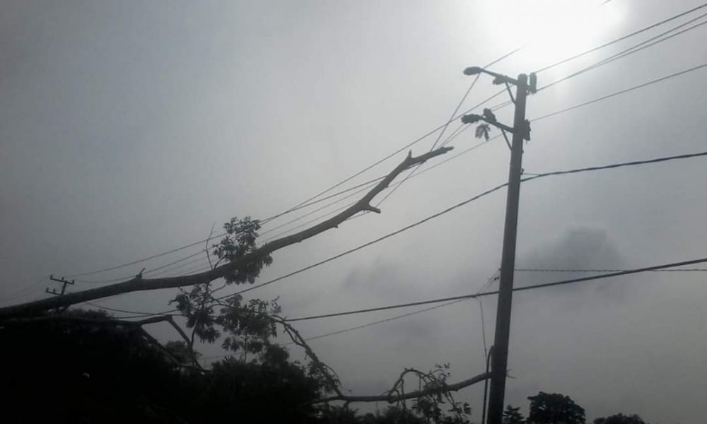 Pohon yang roboh menimpa kabel listrik.