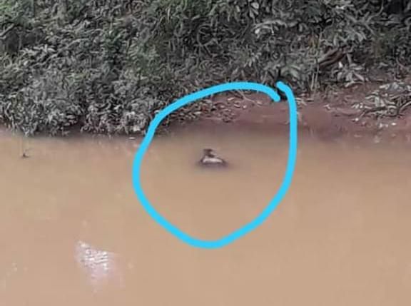 Kemunculan Buaya di Desa Rantau Badak Lamo