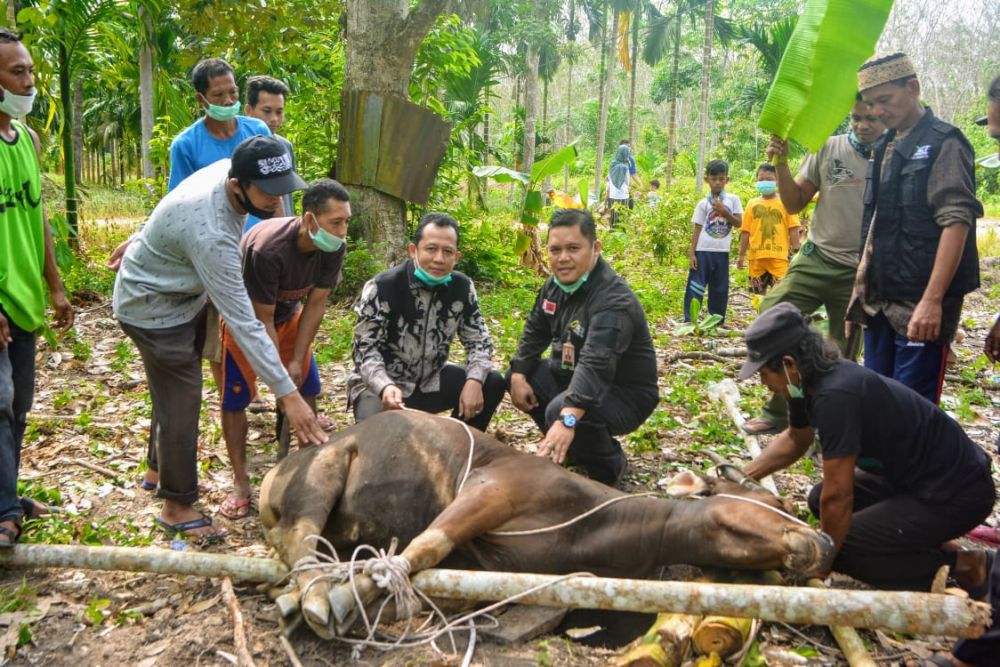 Wabup  Bambang Bayu Suseno
menyaksikan penyembelihan hewan Kurban