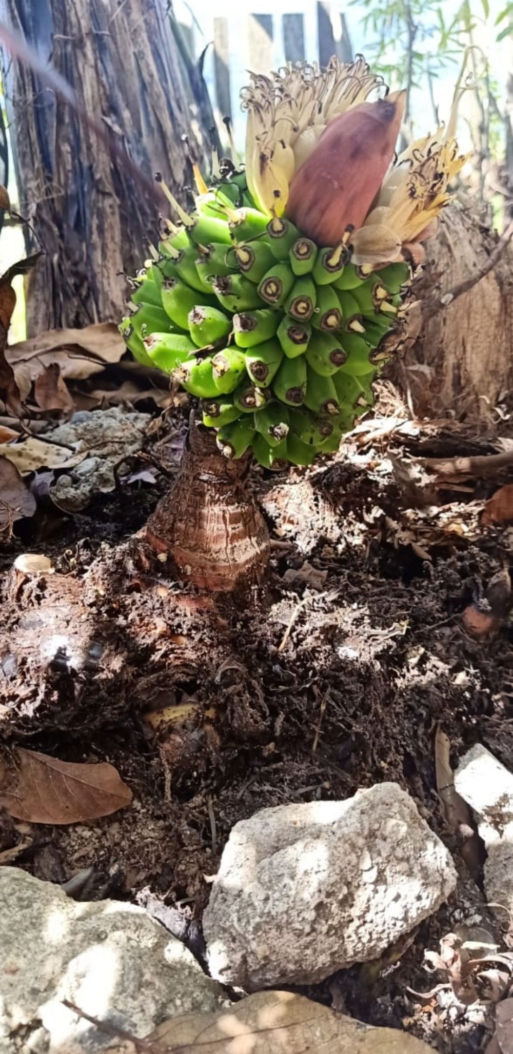 Pisang Unik yang ditemukan Warga di Kerinci