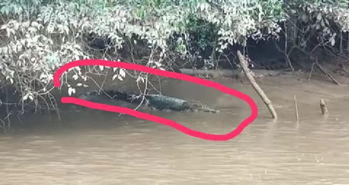Buaya yang muncul di Sungai Pengabuan 