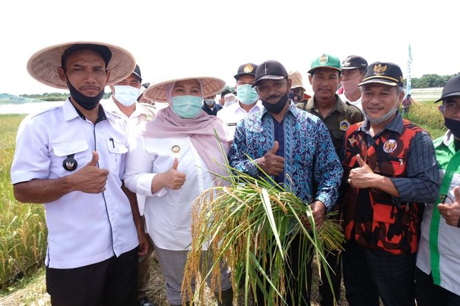 Bupati panen padi