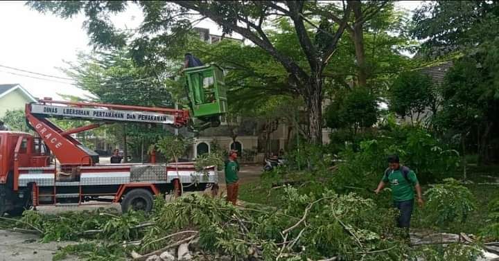 Petugas DLH kota Jambi saat memangkas pohon rawan tumbang