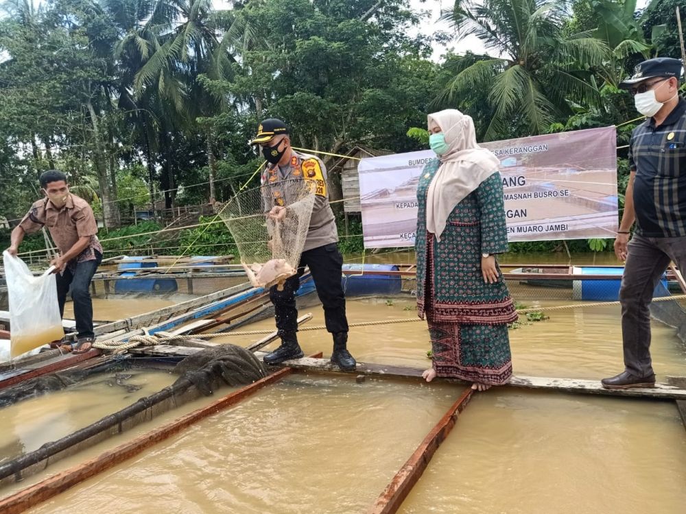 Bupati didampingi Kapolres Muarojambi memanen ikan nila