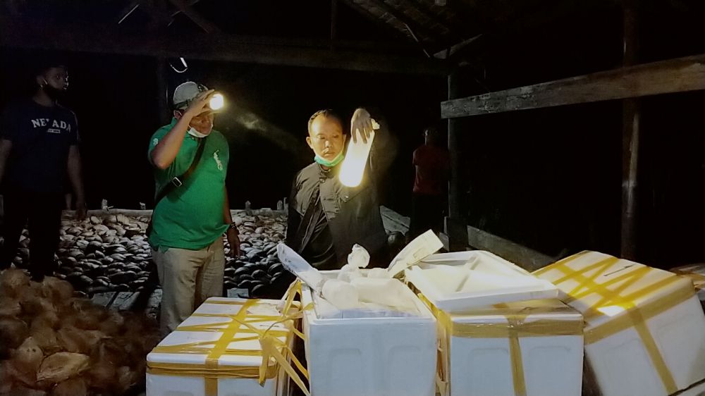 Bemih Lobster yang akan diselundupkan