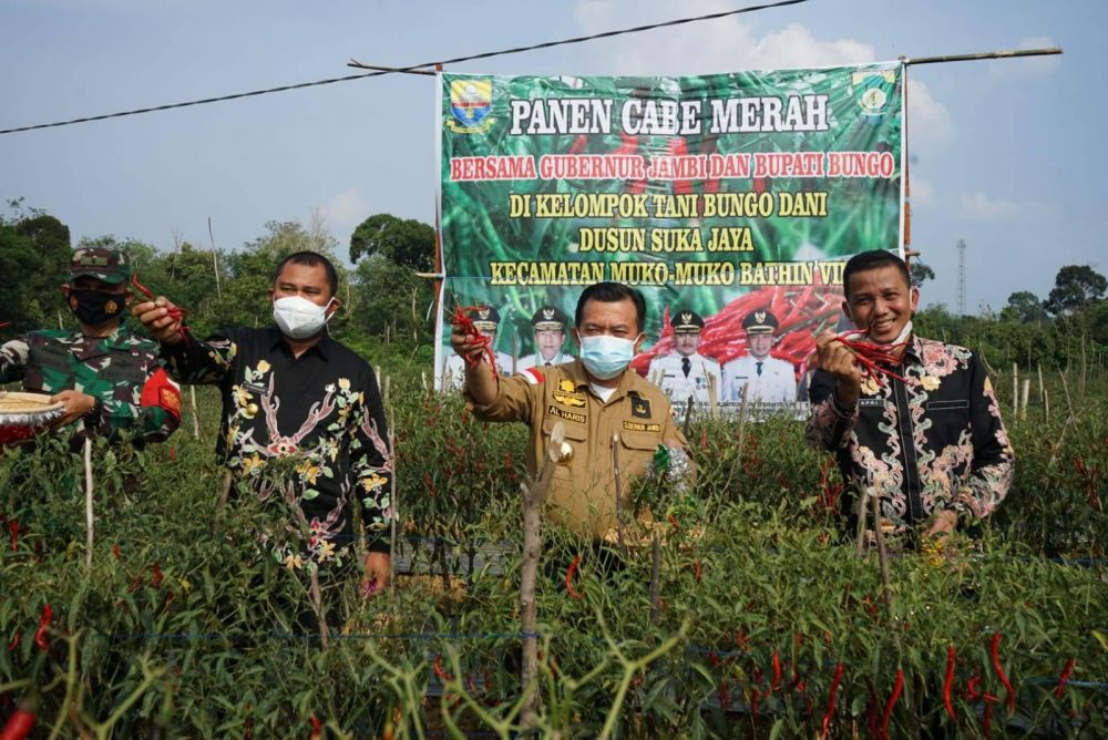 Gubernur Jambi saat Ikut Panen Cabe bersama Bupati dan Wakil Bupati Bungo 