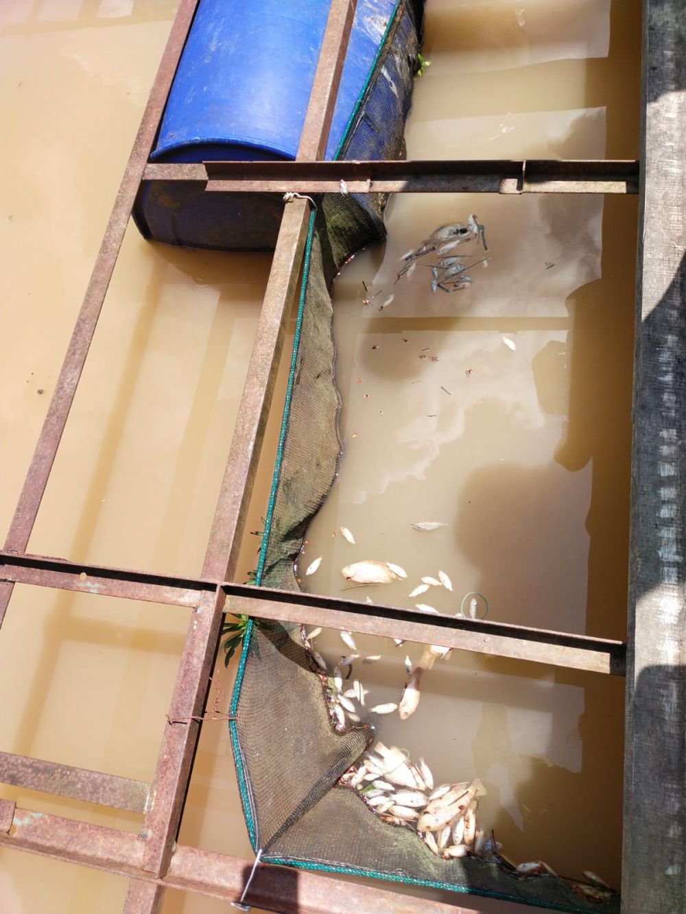 Ikan kerambah milik warga di Desa Pematang Jering, Muarojambi yang mati.