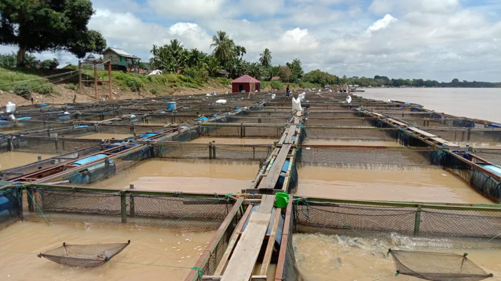 Keramba ikan warga di Pematang Jering