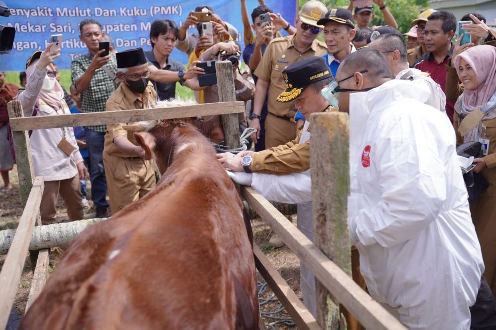 Al Haris saat melakukan Peninjauan Vaksinasi PMK, bertempat di Desa Mekar Sari Kecamatan Kumpeh Kabuapten Muaro Jambi, Selasa (05/07/2022).