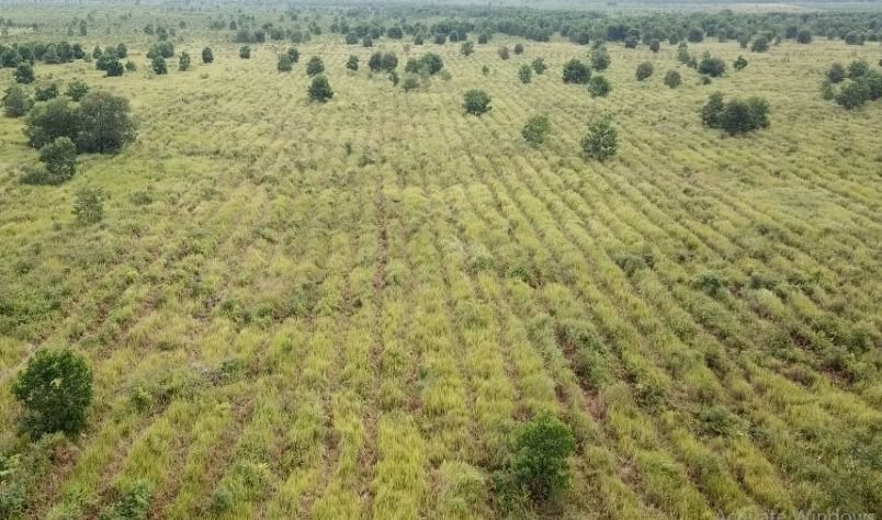 Satuan Kerja Khusus Pelaksana Kegiatan Usaha Hulu Minyak dan Gas Bumi (SKK Migas) dan Kontraktor Kontrak Kerja Sama (KKKS) PetroChina International Jabung Ltd telah merehabilitasi DAS (Daerah Aliran Sungai) di Hutan Lindung Gambut Sei Londerang seluas 473 Hektar dan Hutan Kota seluas 40 Hektar di Kecamatan Muara Sabak Barat, Kabupaten Tanjung Jabung Timur, Provinsi Jambi. 