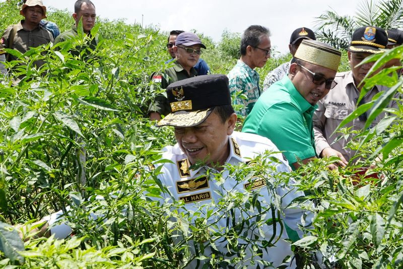 Gubernur Jambi panen raya cabai di Desa Tidar Kuranji, Kabupaten Batanghark, Kamis (29/2).