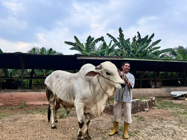 Sapi ternaknya dibeli Persiden Prabowo Subianto sebagai hewan qurban di Batanghari.j