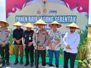 Panen Raya Jagung Serentak Kwartal II oleh Kapolda Jambi di PT Brahma Binabakti (TAP Group)
