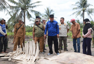 Temuan Kerangka Diduga Paus, Wabup : Akan Dijadikan Sarana Edukasi bagi Generasi Muda ?