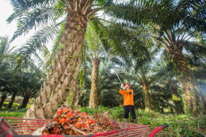 Gas Pol! PTPN IV PalmCo Sukses Tuntaskan 2.287 Ha Rekomtek PSR di Awal Tahun